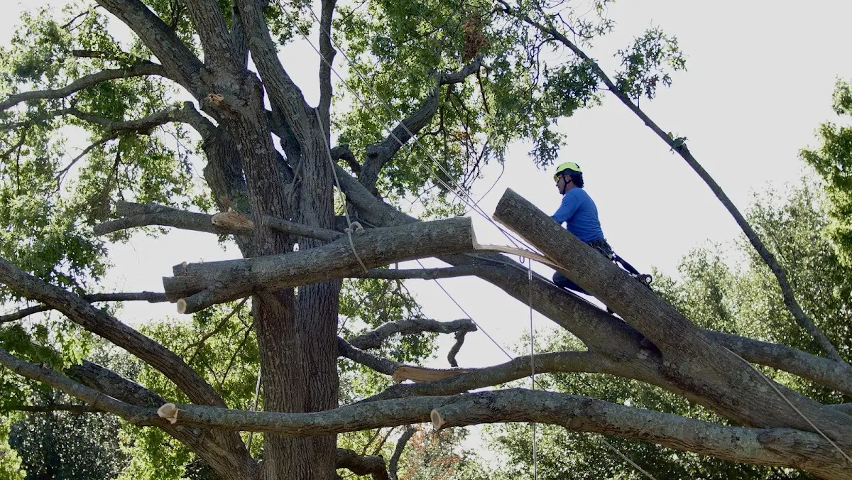Professional Crown Thinning performed by certified arborists in Herndon